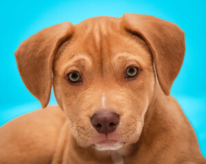 Fotografía de un cachorro de perro labrador marrón con fondo azul