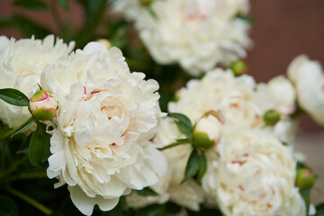 Paeonia lactiflora, peony flower in the garden, beautiful natural background with copy space. High quality photo