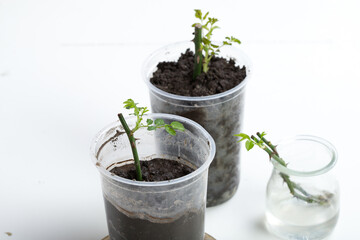 Rose cuttings. On a white background. In the ground