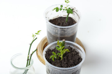 Rose cuttings. On a white background. In the ground