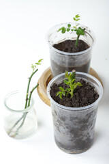 Rose cuttings. On a white background. In the ground