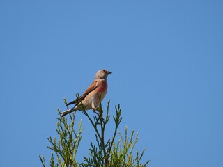 makolągwa - ptak siedzący na czubku drzewa