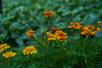 Marigolds close-up on a flower bed in the garden on a green background.Orange flowers of marigolds. Garden flowers. High quality photo
