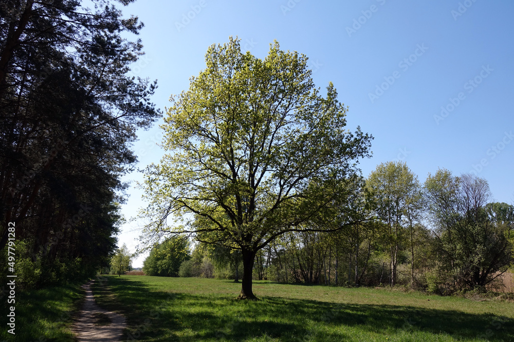 Canvas Prints bauzm auf einer wiese im frühling