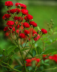 Beautiful fresh roses grow outdoors in the summer