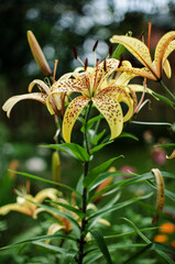 A fragrant bouquet of lily flowers for a gift or storage