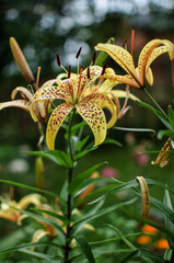 A fragrant bouquet of lily flowers for a gift or storage