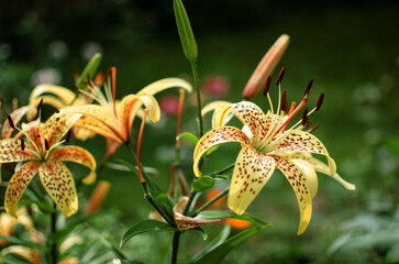 A fragrant bouquet of lily flowers for a gift or storage