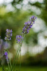 Obraz premium Gentle purple lavender flowers grow on the field outdoors for a bouquet