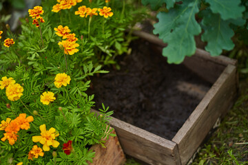 Marigold flowers in a wooden box. The concept of transplanting flowers to a flower bed under an oak tree. High quality photo