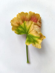 sick yellowed geranium leaf on white background