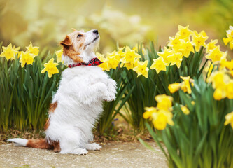 Happy cute obedient pet dog begging near easter daffodil flowers. Puppy trick, training in spring or summer.