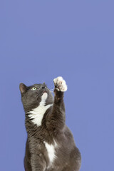 A domestic cat on a blue background. Animal themes. A shorthair cat. Copy space
