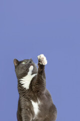 Obraz premium A domestic cat on a blue background. Animal themes. A shorthair cat. Copy space