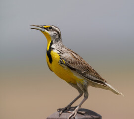 A full-body image of a Western Meadowlark on a post with the soft background of a vast prairie field.