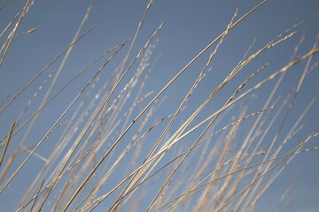 reed in the wind