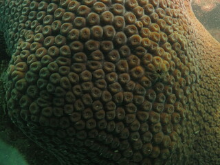 coral