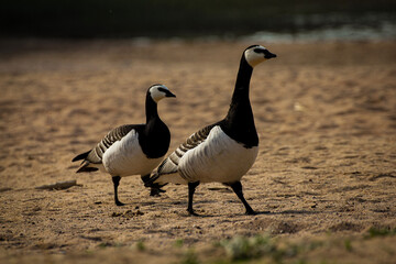country goose on the beach