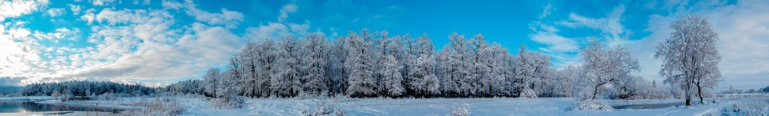 Panorama of winter forest and blue beautiful sky