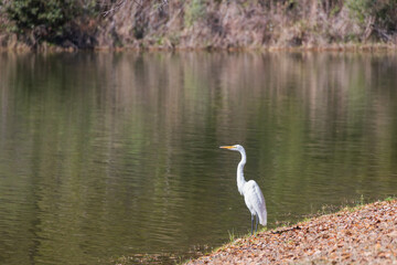 Great Egret standing on the edge of a lake