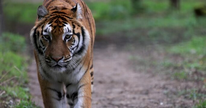 A tiger walks in the forest