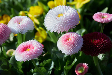 Bellis perennis pomponette (also called daisy bloom). Blooming seedlings  with pink flower heads grow in the garden