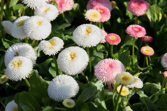 Bellis perennis pomponette (also called daisy bloom). Blooming seedlings  with pink flower heads grow in the garden
