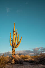 Saguaro cactus in desert - obrazy, fototapety, plakaty
