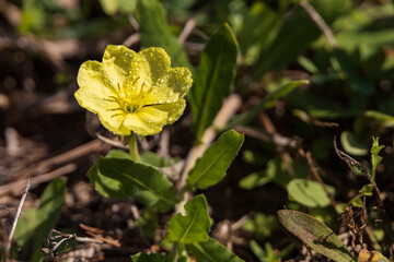 Morning dew on yellow sundrops wildflower close-up