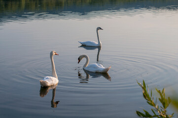 white swans group on the lake swim well under the bright sun