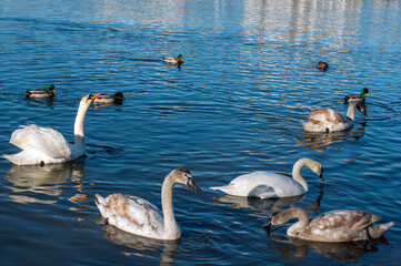 white swans group on the lake swim well under the bright sun