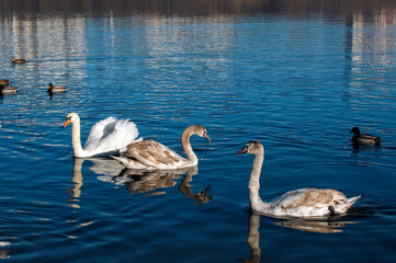 white swans group on the lake swim well under the bright sun