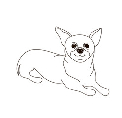 Dog breed Chihuahua, she lies. Drawn in outline style. Stock vector illustration isolated on white background