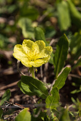 Morning dew on yellow sundrops wildflower close-up