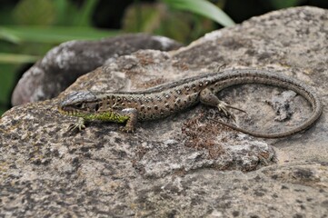 Zauneidechse - Lacerta agilis