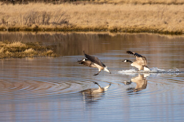 Obraz na płótnie Canvas Pair of Canada Geese Land in Sunlit Pond