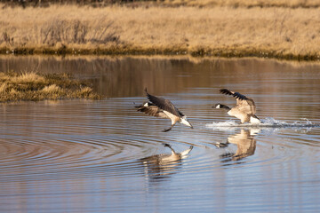 Pair of Canada Geese Land in Sunlit Pond