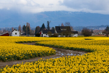 Daffodils Blooming in Skagit Valley Washington in Early Spring