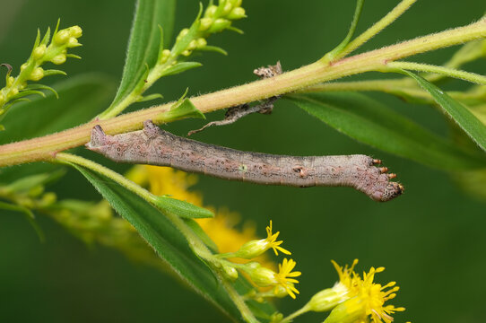 gąsienica larwa ćmy