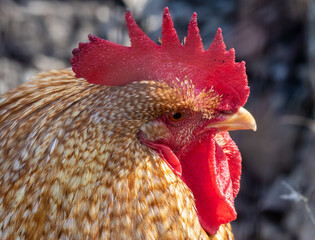 Portrait of a Red Rooster in Sunlight