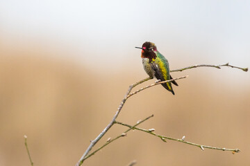 Male Anna's Hummingbird Rests on Bare Tree Branch in Spring