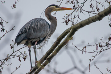 Great Blue Heron Roosting in a Tree