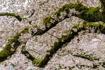 Cherry Blossoms in Bloom on the University of Washington Campus in Seattle