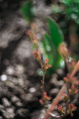 A twig. Spring. Blossoming leaves.
