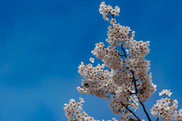 Cherry Blossoms in Bloom on the University of Washington Campus in Seattle