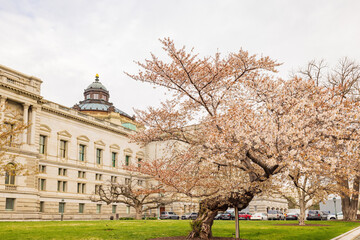Exterior view of the Library of Congress with cherry tree blossom