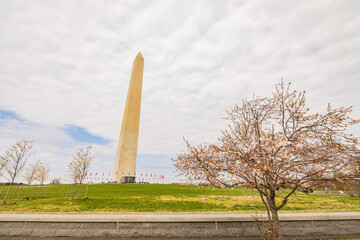 Overcast view of the Washington Monument with cherry blossom
