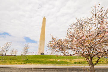 Overcast view of the Washington Monument with cherry blossom