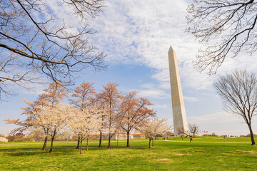 Sunny view of the Washington Monument with cherry blossom