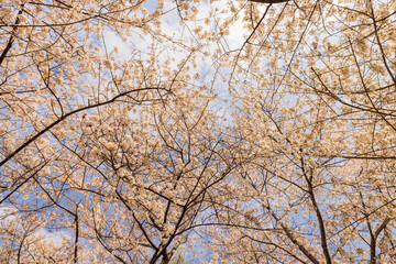 Obraz premium Sunny view of cherry tree blossom in Tidal Basin area